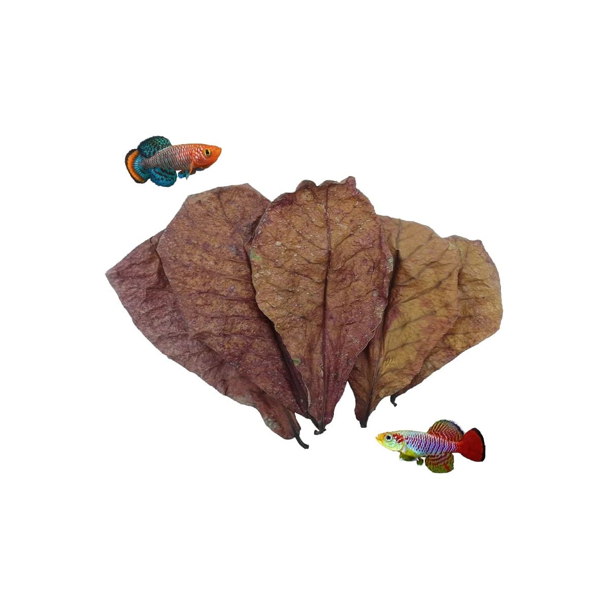 Dried Indian almond leaves — the blackwater classic. As a leaf breaks down it releases tannins that tint the w